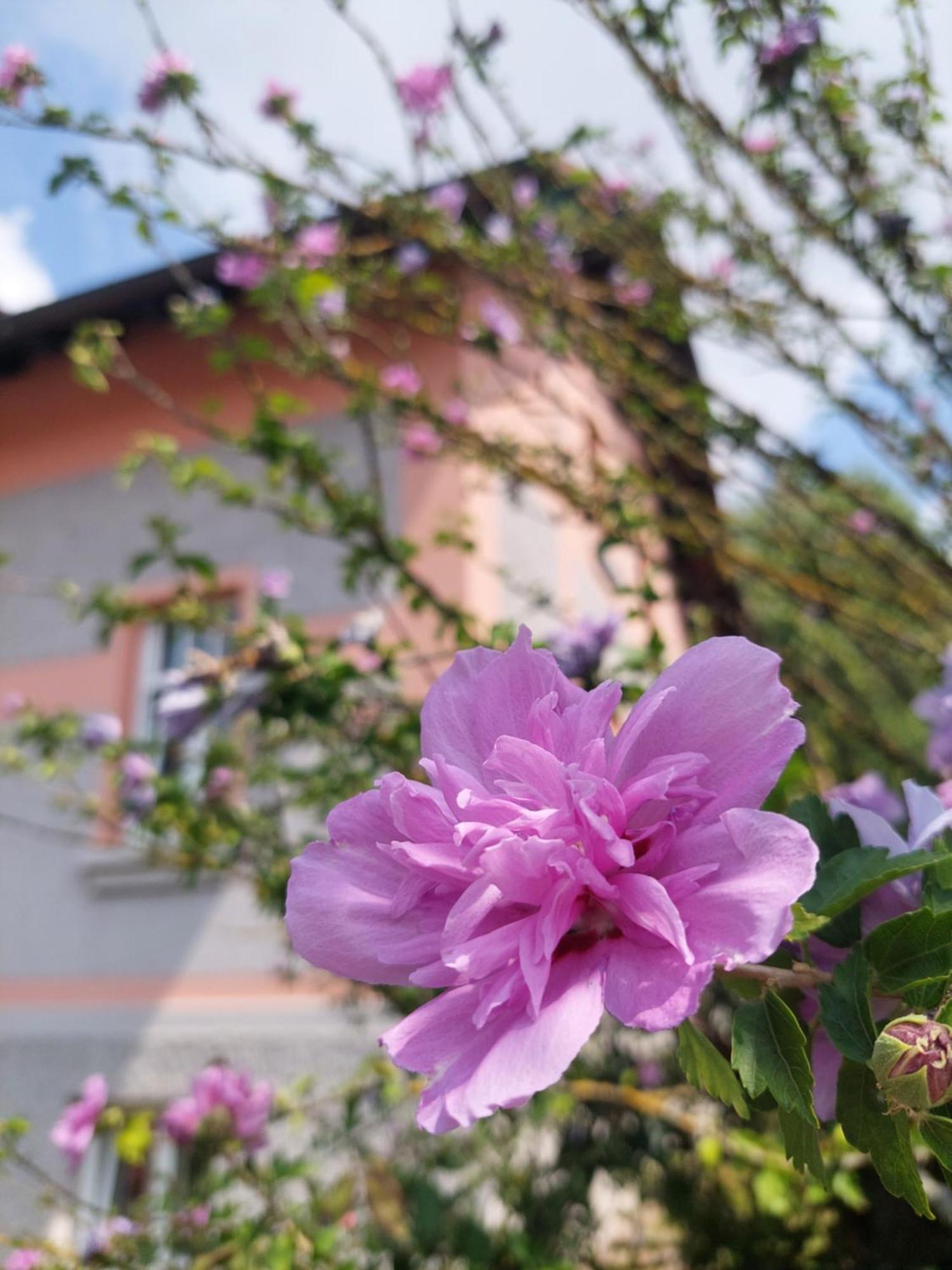 Rose House - Greenline
