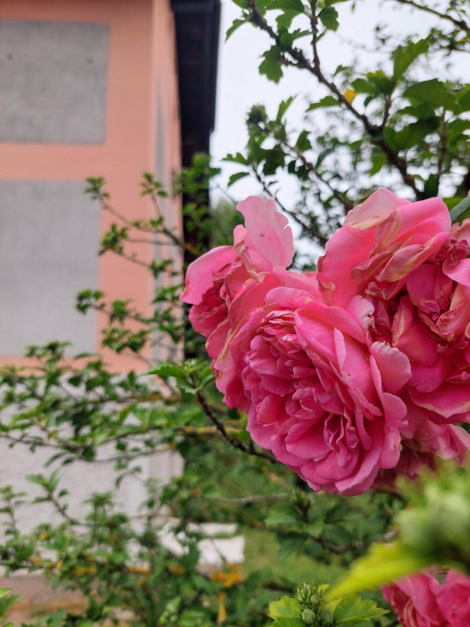 Gostinjska kuća Rose House - Greenline